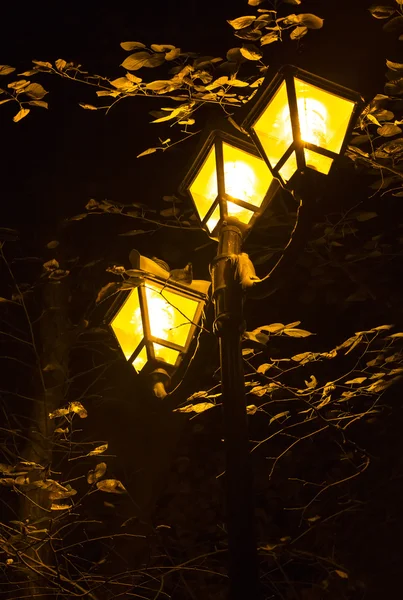 夜晚的灯光和树叶 — 图库照片