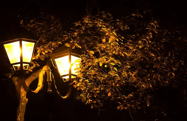 Nachtverlichting en boom bladerenlampki nocne i liści drzewa — Stockfoto