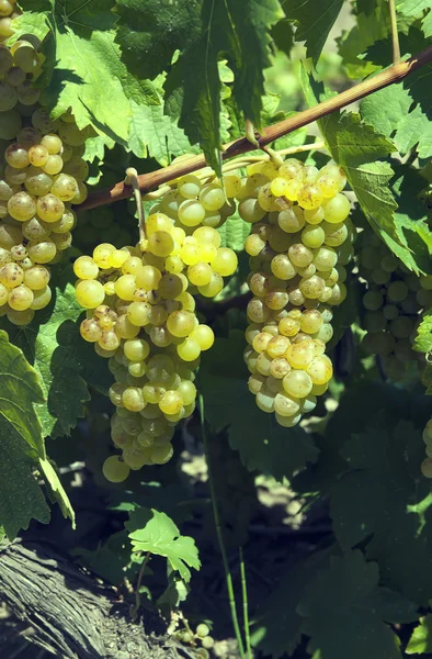 Szczotka dojrzałe winogrona — Zdjęcie stockowe