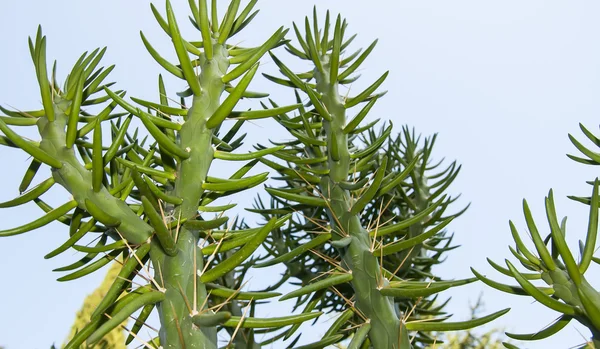 Cactus closeup shot — Stock Photo, Image