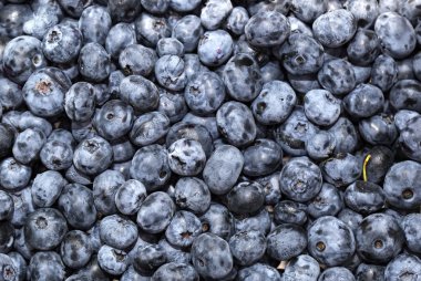 Benli yaban mersini arka plan