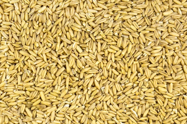 Background oat seeds Stock Image