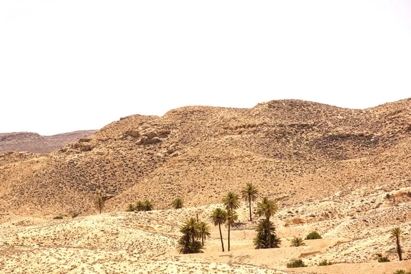 Oasis con palmeras — Foto de Stock