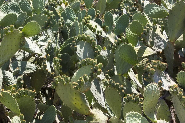 Plantes de cactus en croissance — Photo