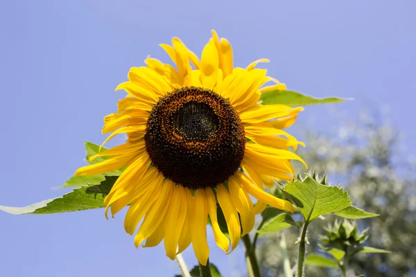 Beautiful bright sunflower — Stock Photo, Image