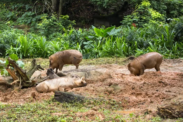 Yetişkin warthog kazma — Stok fotoğraf