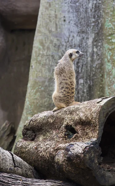 Meerkats en la África salvaje — Foto de Stock