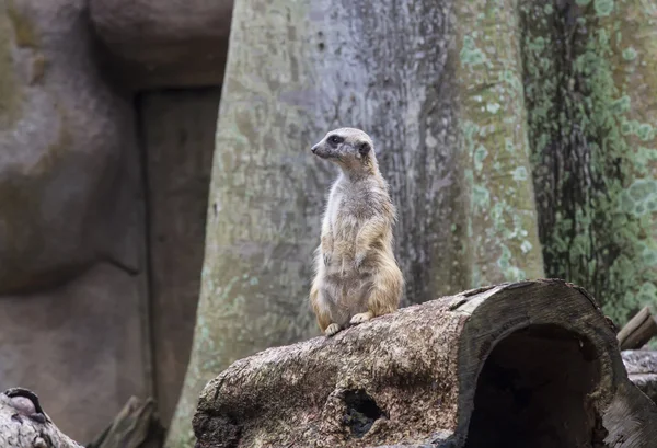 Meerkats en la África salvaje — Foto de Stock