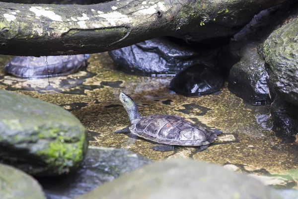 Schildpad in de dierentuin — Stockfoto