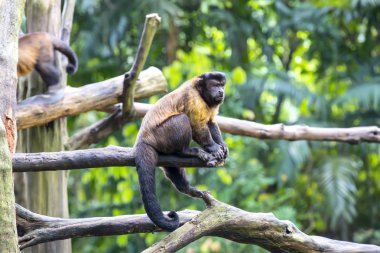 Sevimli komik maymun