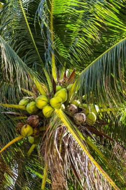 Hindistan cevizi hurma treeb