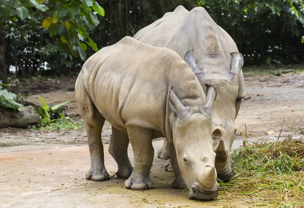 Afrikanska par noshörningar — Stockfoto