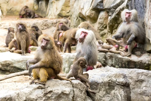 Monos en la naturaleza filmados — Foto de Stock