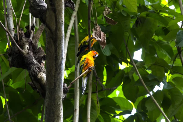 Perroquets assis sur une branche dans la nature — Photo