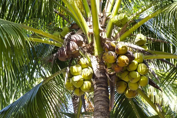 Treeb de palma de coco — Foto de Stock