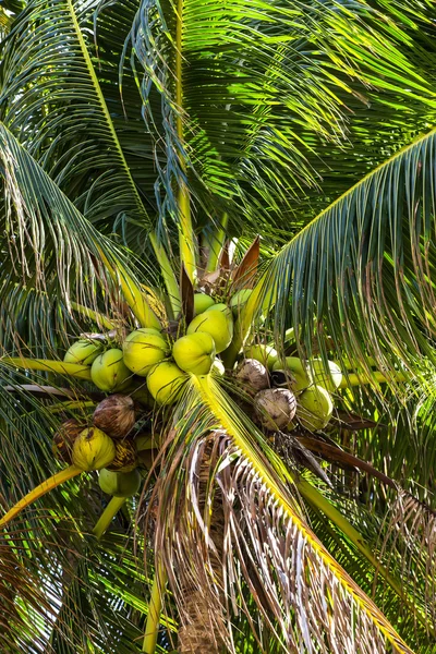 Treeb de palma de coco — Foto de Stock