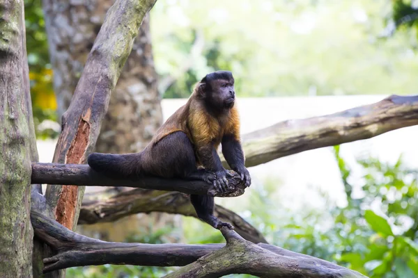 Macaco engraçado bonito — Fotografia de Stock