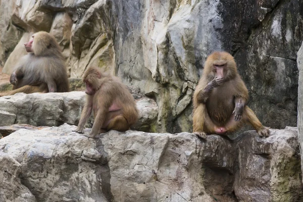 Macacos engraçados engraçados — Fotografia de Stock