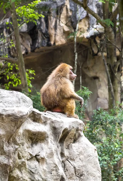 Singe drôle mignon — Photo