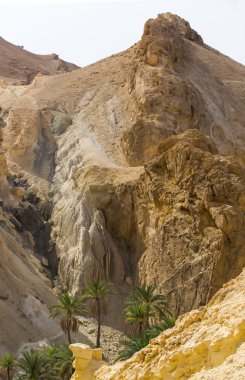 Çölde palmiye ağaçları