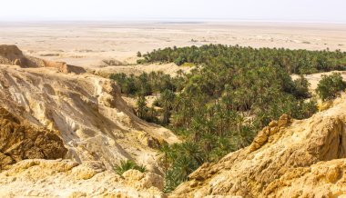 Çölde palmiye ağaçları