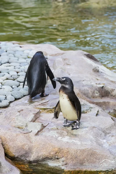 Pinguins engraçados no zoológico — Fotografia de Stock