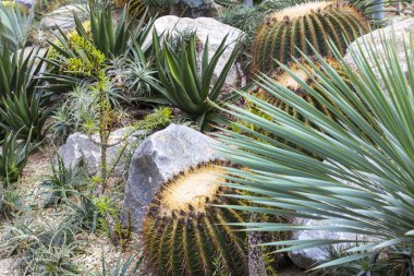 yakın çekim yeşil kaktüs