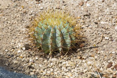 yakın çekim yeşil kaktüs