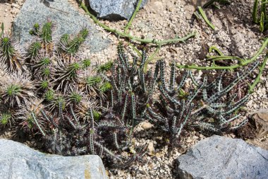 yakın çekim yeşil kaktüs