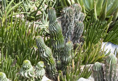 yakın çekim yeşil kaktüs