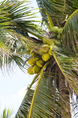 hindistancevizi Palm'da olgunlaşma