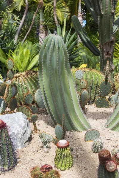 Green cactus close up — Stock Photo, Image