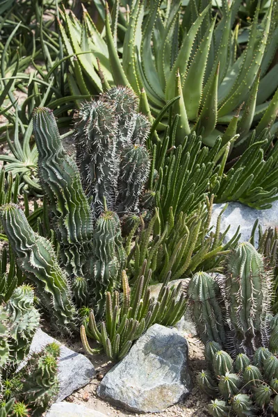 Green cactus close up — Stock Photo, Image