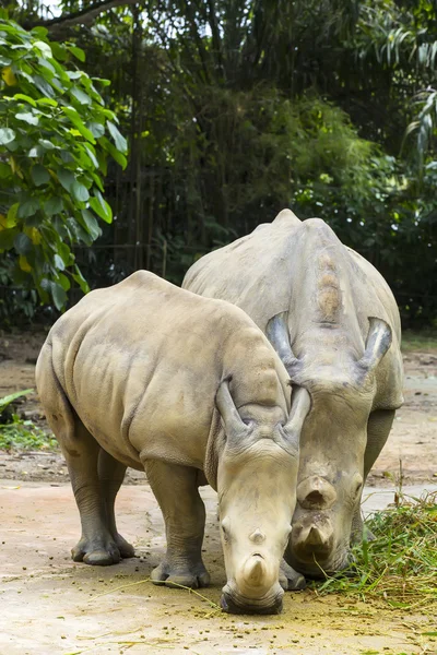 Rhinos eating grass — Stock Photo, Image