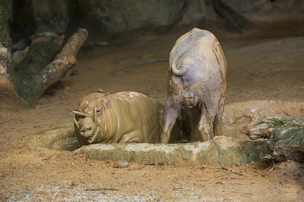 ? POLEČNÉ Warthog zvířata — Stock fotografie