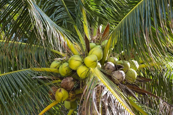 Cocos de maduración en palma — Foto de Stock