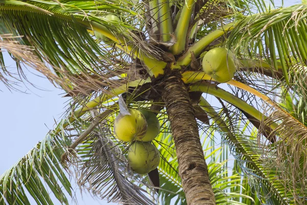 Reifung von Kokosnüssen auf Palmen — Stockfoto