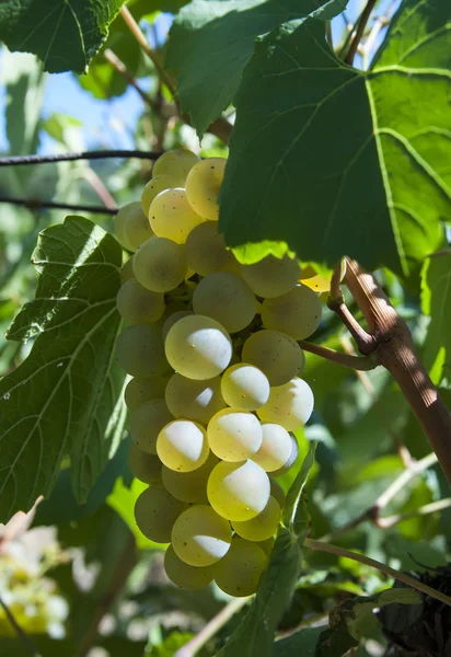 Borstel rijpe druiven — Stockfoto