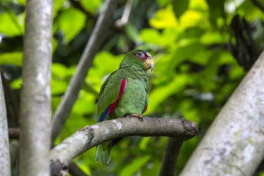 rengarenk papağan kuş