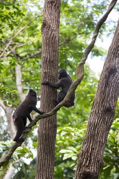 Singes drôles mignons — Photo