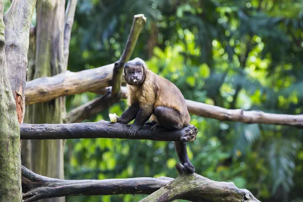 Macaco engraçado bonito — Fotografia de Stock