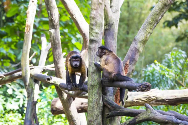 Singes drôles mignons — Photo