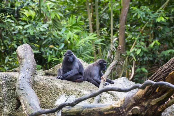 Милі Смішні мавпи — стокове фото