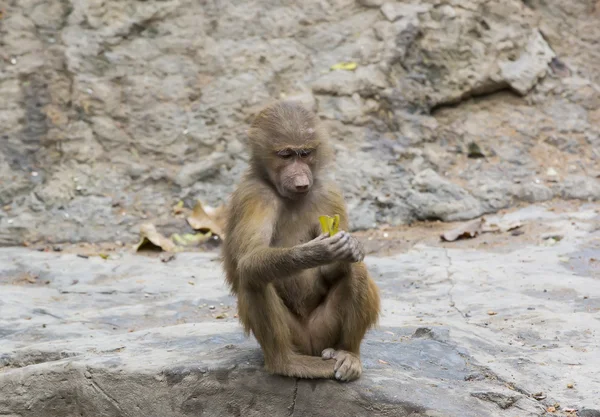 Macaco engraçado bonito — Fotografia de Stock