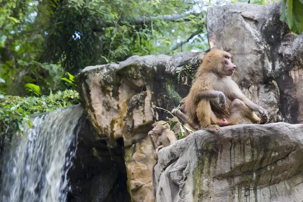 Macacos engraçados engraçados — Fotografia de Stock