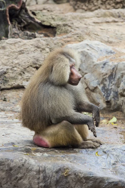 Симпатичная смешная обезьяна — стоковое фото