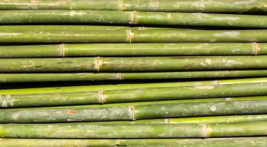 Bambu dokulu arka plan