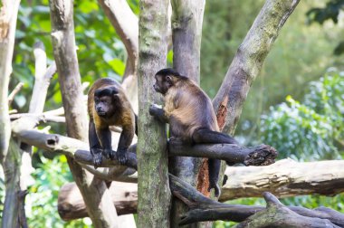 Komik maymunlar Hayvanat Bahçesi