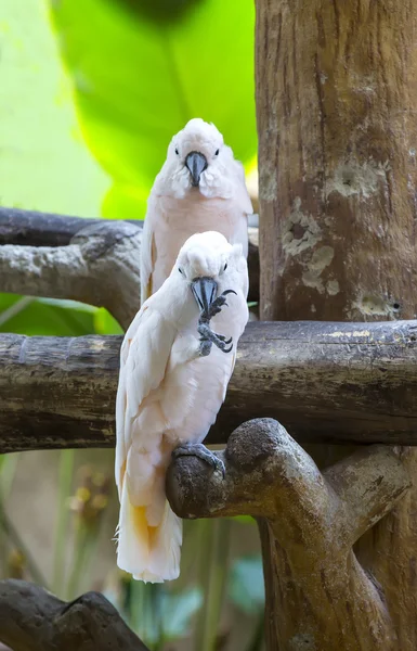 Parrots sitting on a branch — Stock Photo, Image