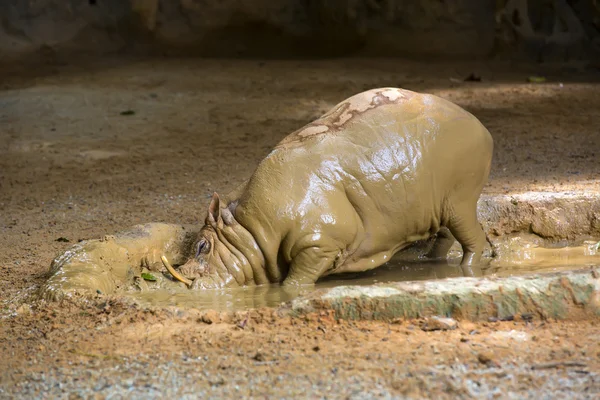 Vuxen warthog gräva — Stockfoto